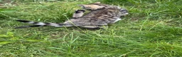 Bengal cats for sale: Bengal Mix Ready! - Advert 7