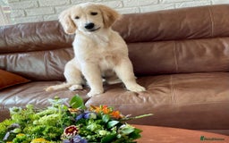 Golden Retriever dogs for sale: Daisy House Trained Retriever Healthy Puppy - Image 4
