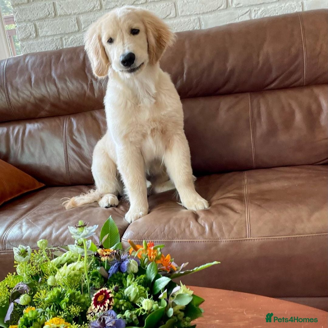 Golden Retriever dogs for sale: Daisy House Trained Retriever Healthy Puppy - Image 4