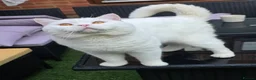 British Shorthair cats for stud:  PROVEN White British Shorthair Stud Service 🤍 - Advert 12