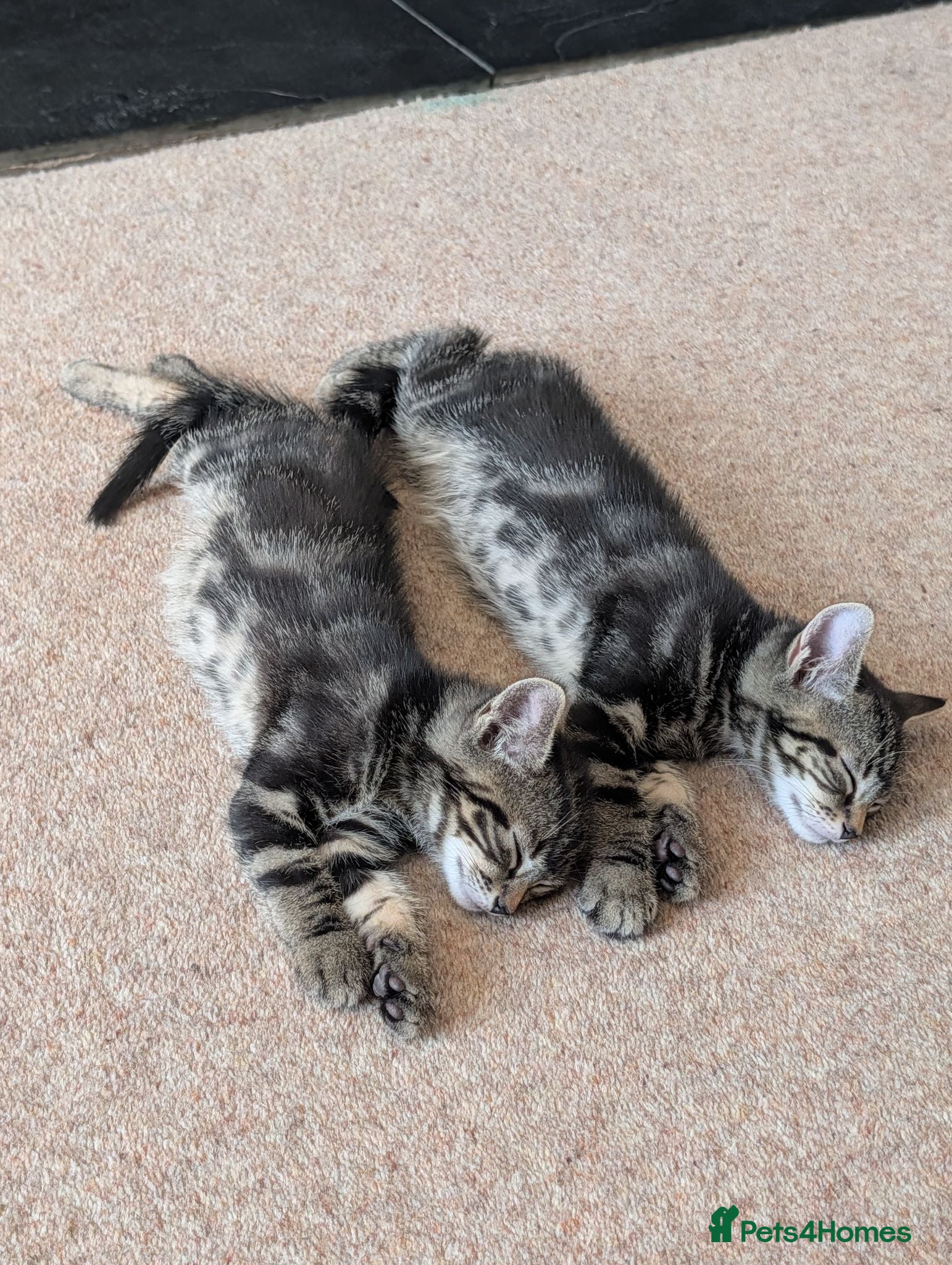 Domestic Shorthair cats Two beautiful male Tabby's  - Advert 6