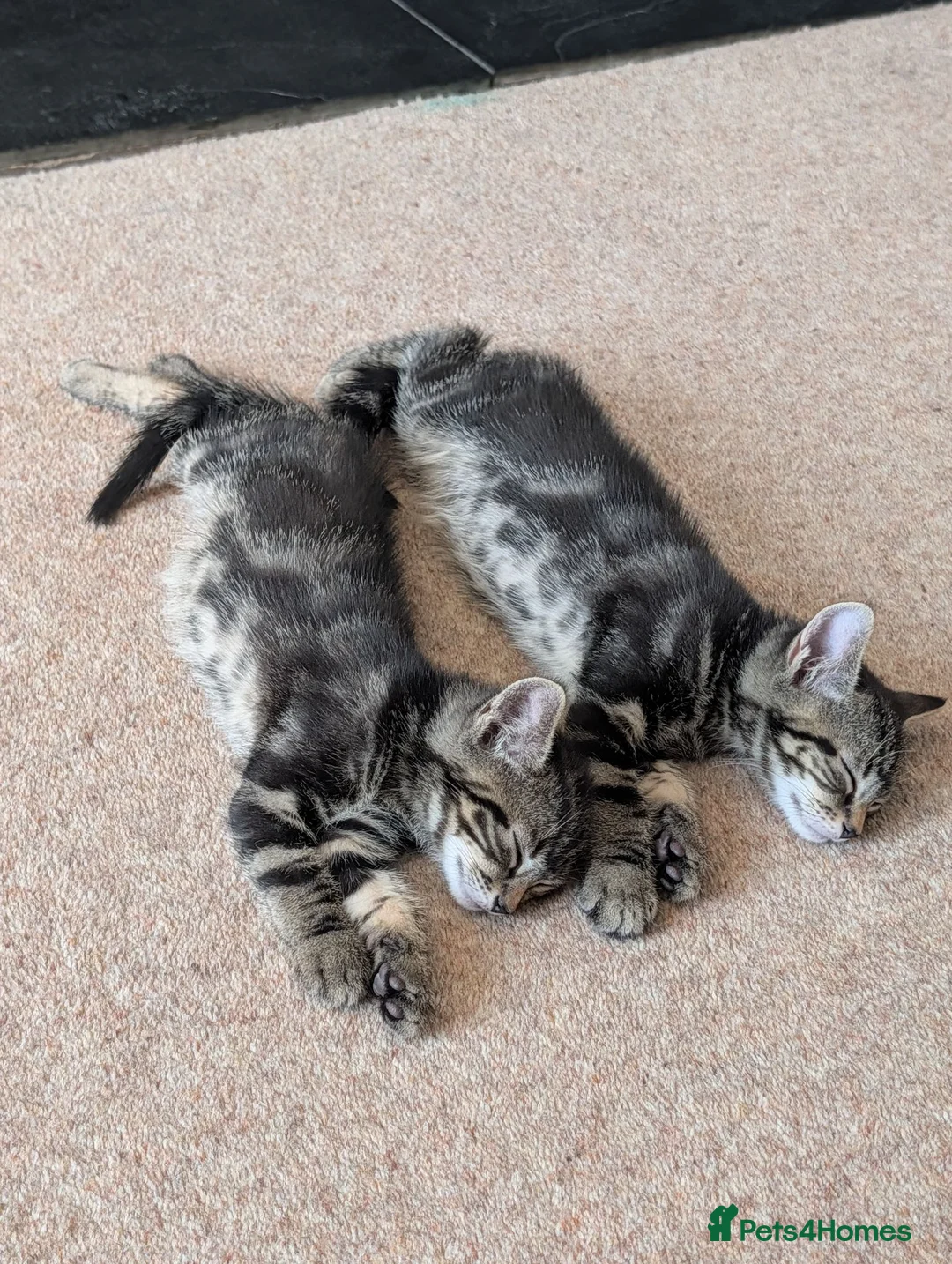Domestic Shorthair cats for sale: Two beautiful male Tabby's  in Worcester - Advert 1