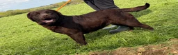 Labrador Retriever dogs for sale: Adult Bitch - Quality KC Chocolate Labrador  - Advert 7