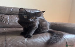 Mixed Breed cats for sale: Tuxedo/tabby mix bread cat - Image 15