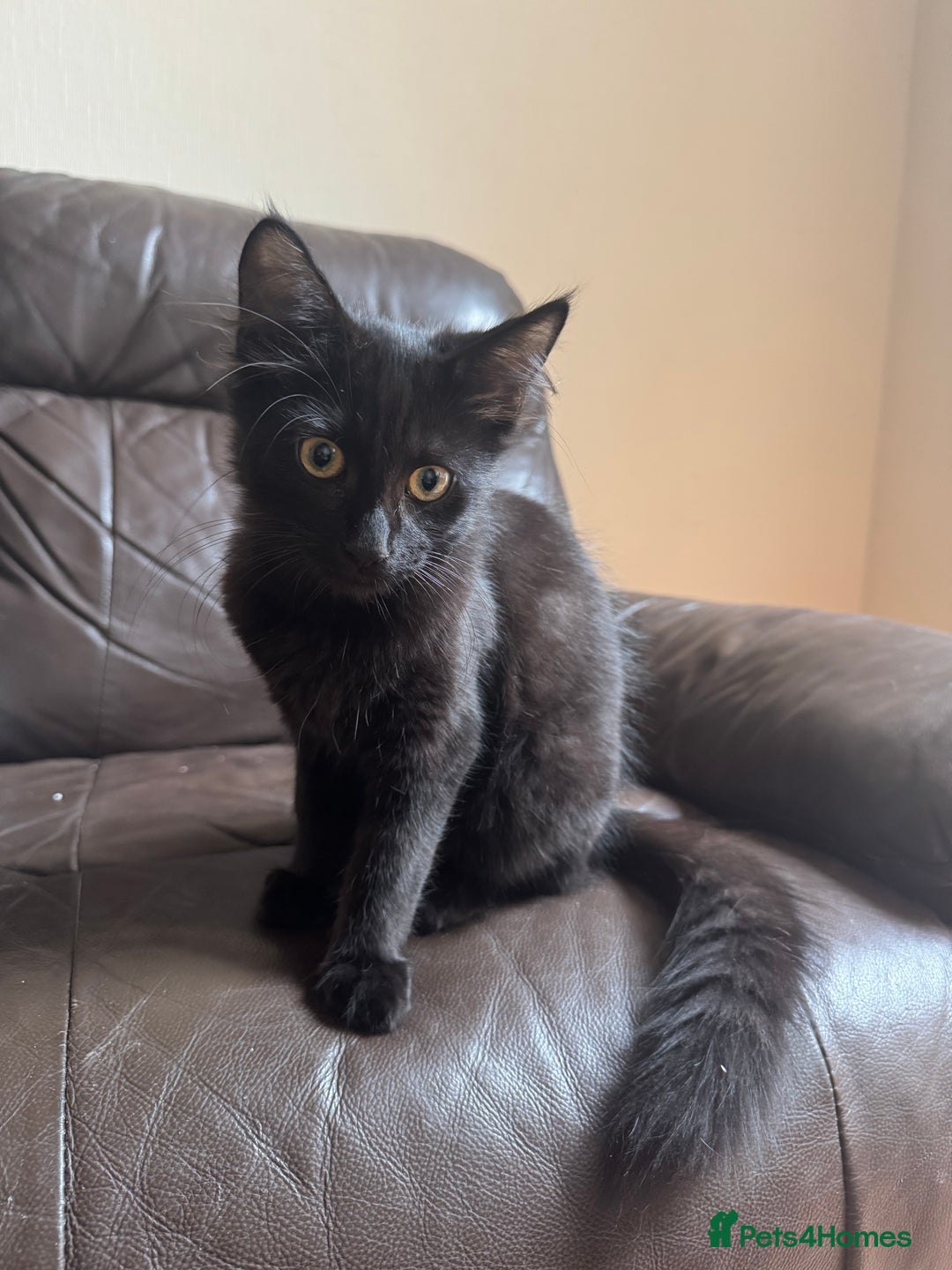 Mixed Breed cats for sale: Tuxedo/tabby mix bread cat - Image 15