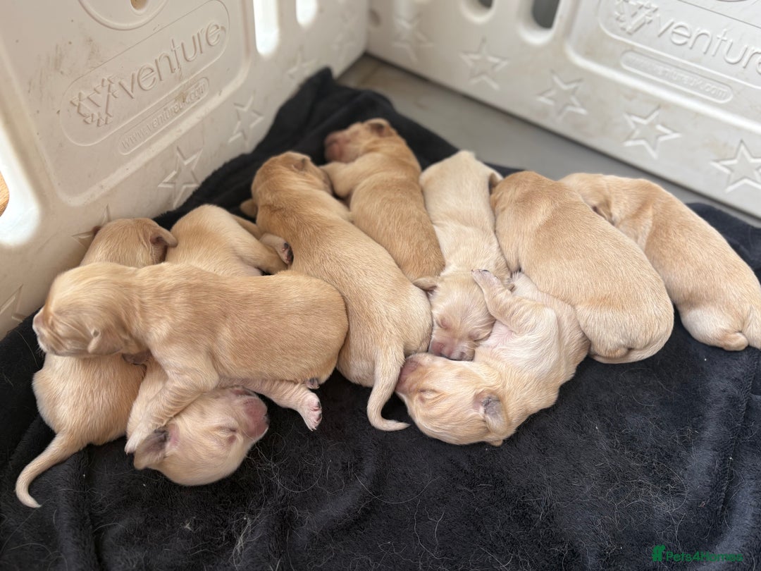 Golden Retriever dogs for sale: Golden retriever puppy Available 🐶🐾🦴  - Image 12