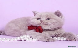 British Shorthair cats for sale: Cute pedigree lilac British shorthair kittens - Image 2