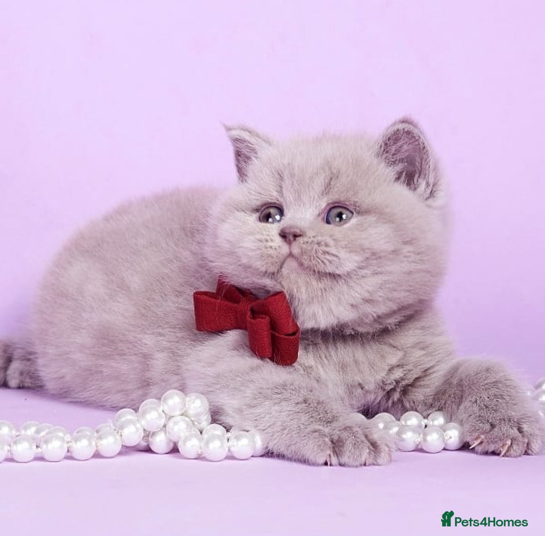 British Shorthair cats for sale: Cute pedigree lilac British shorthair kittens - Image 2