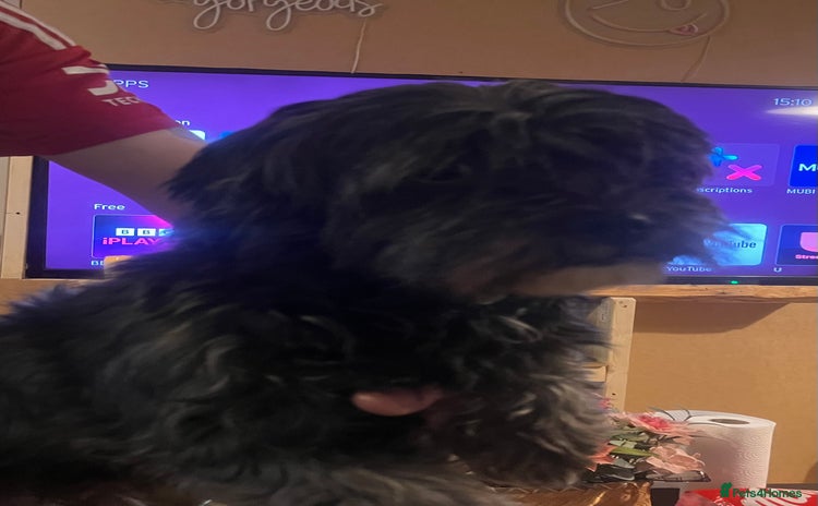 Shorkie dogs - Advert 1