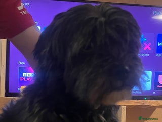 Shorkie dogs for sale - Advert 1