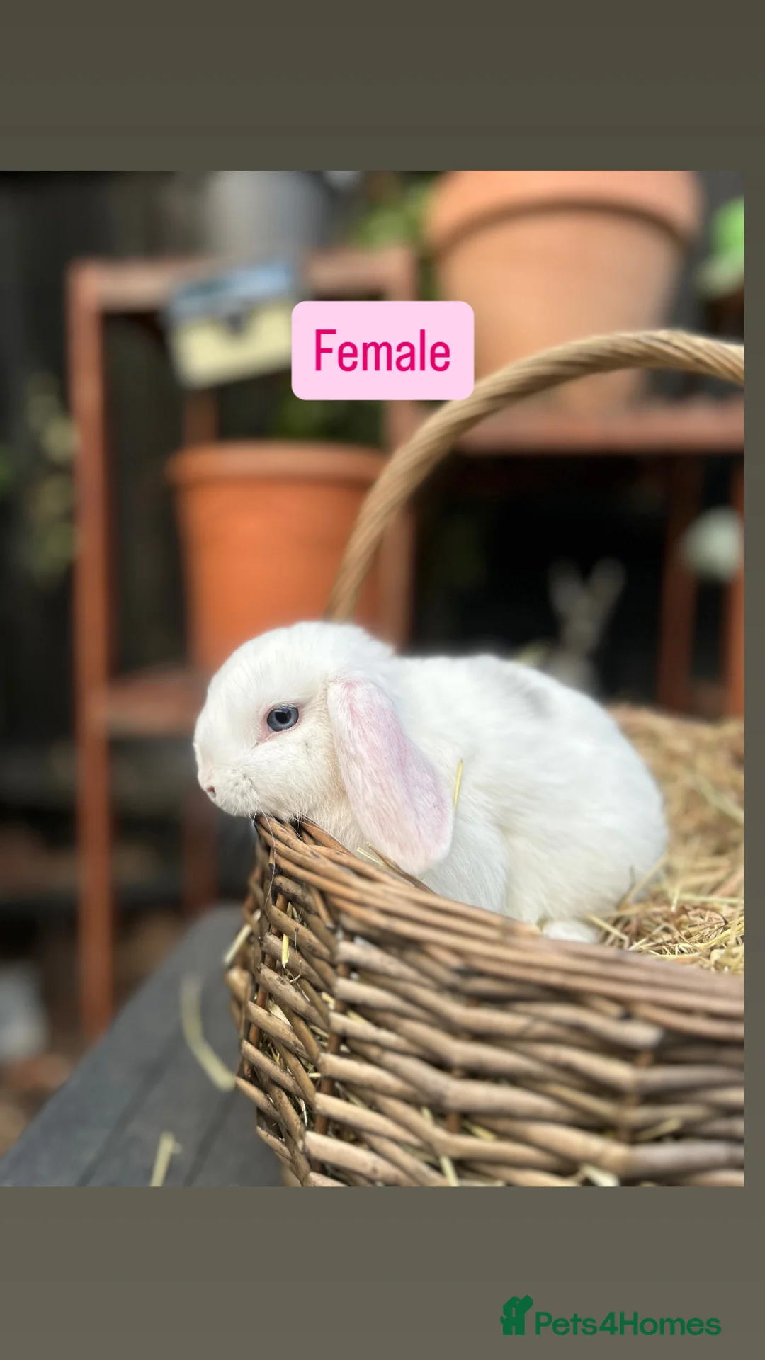 Mini Lop rabbits for sale: Mini Lop Baby Rabbits (Ready To Leave Now) - Advert 8