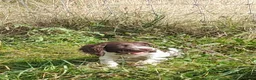 English Springer Spaniel dogs for sale: Gorgeous English Springer Spaniels Puppies - Advert 9