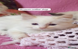 Ragdoll cats for sale: 💖Beautiful GCCF Registered Ragdoll Kittens. - Image 7