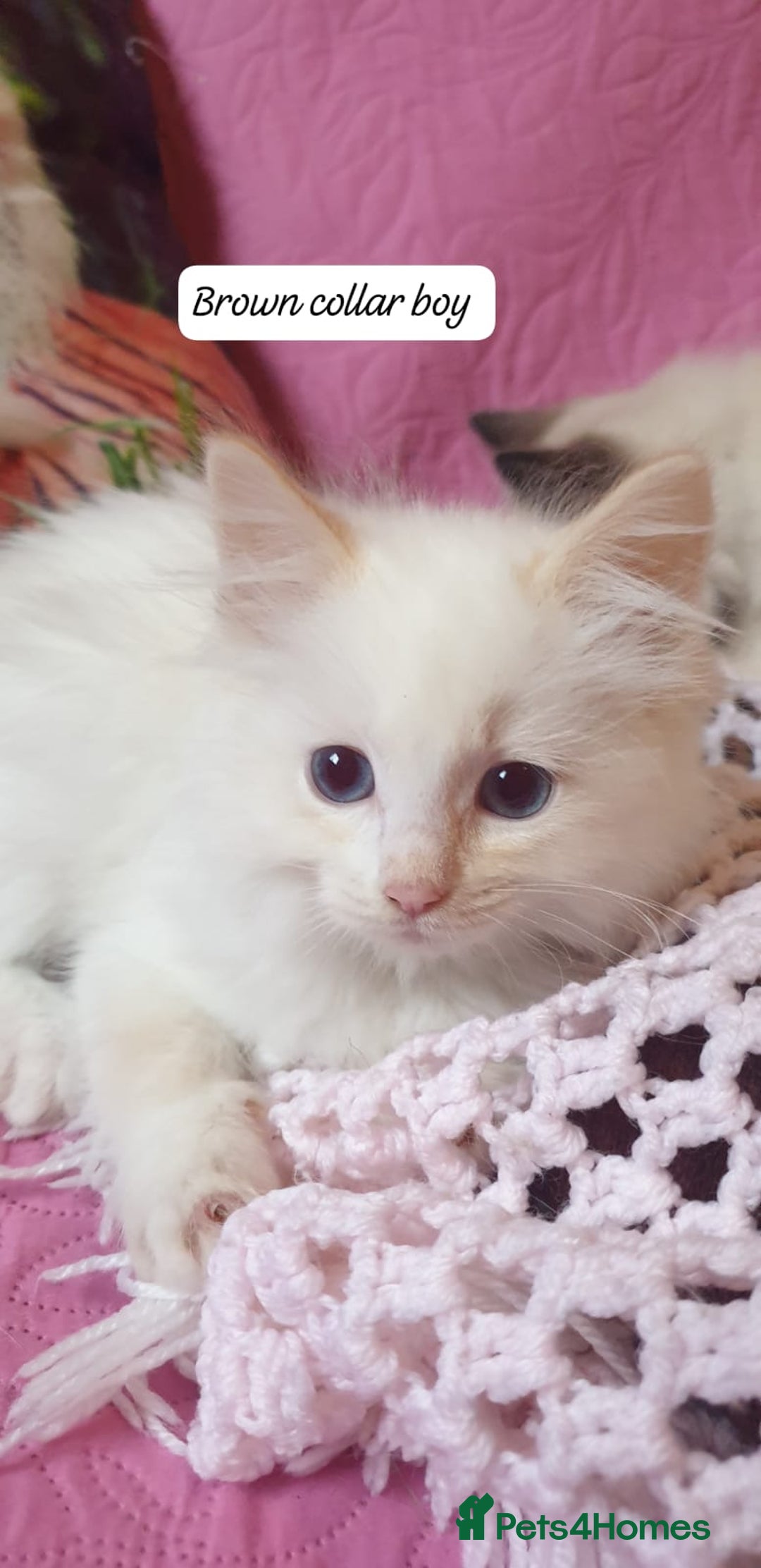 Ragdoll cats for sale: 💖Beautiful GCCF Registered Ragdoll Kittens. - Image 7