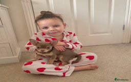 Chihuahua dogs for sale: Reign 9 month old female  - Image 2