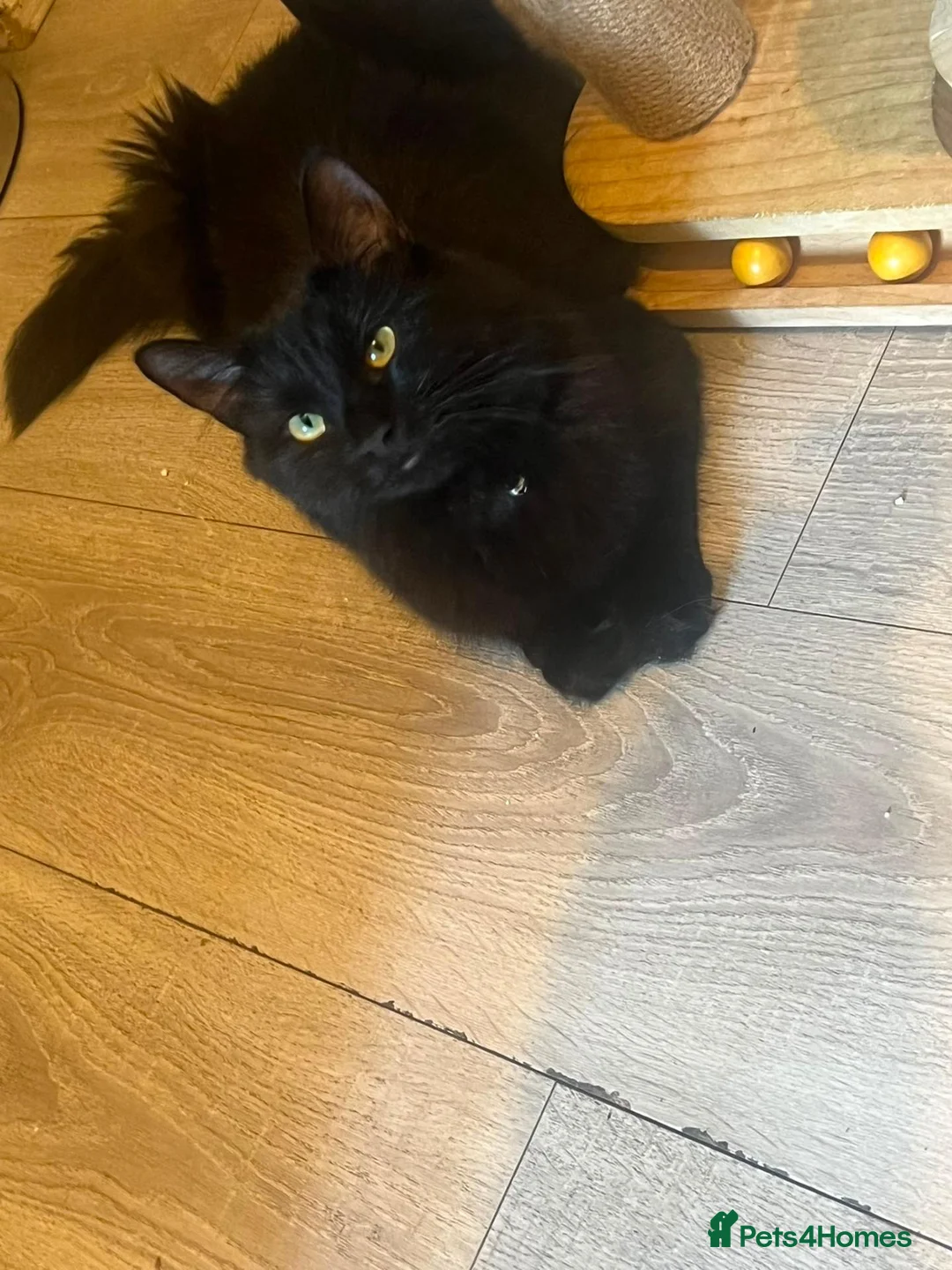 Brazilian Shorthair cats for sale: Two mothers and 4 babies in London - Advert 2
