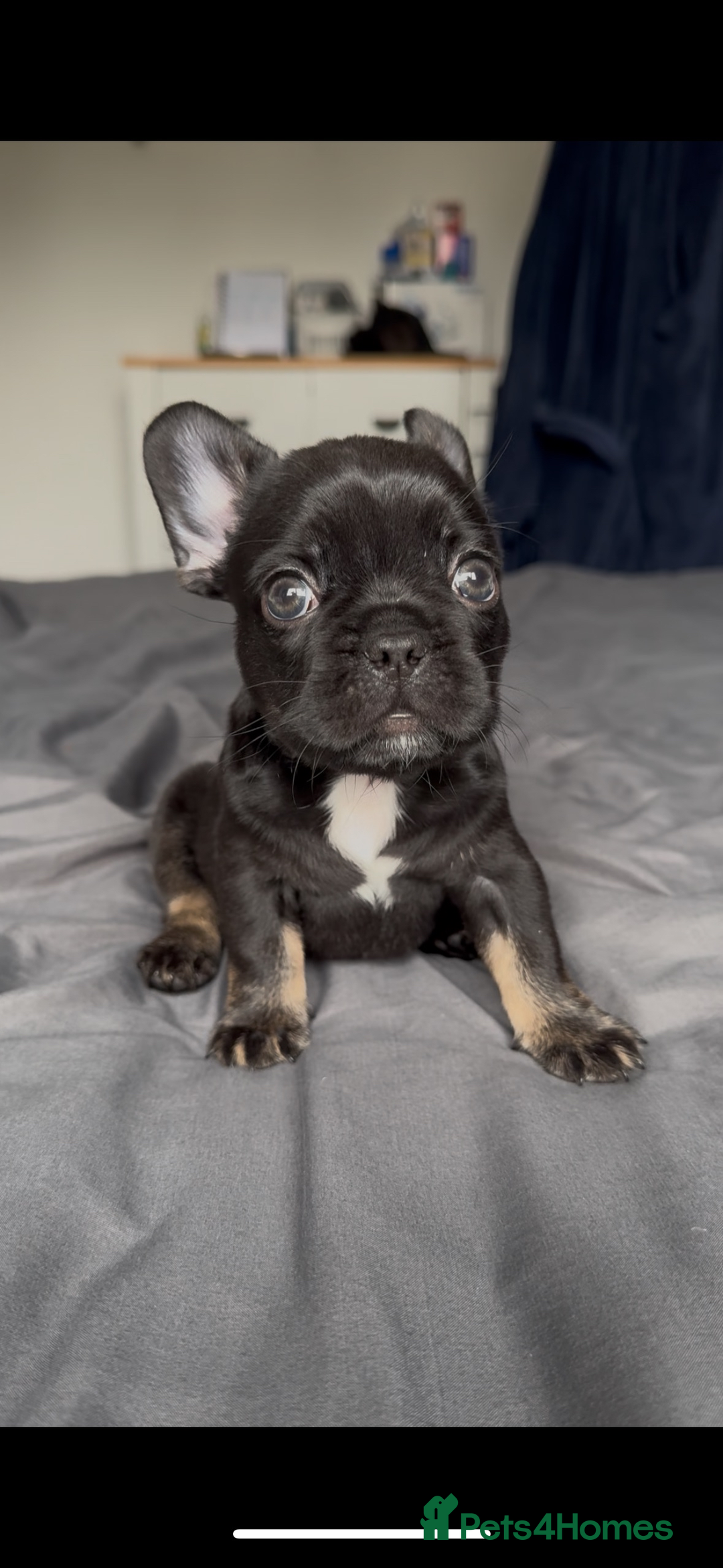 French Bulldog dogs for sale: french bulldog puppys (1 stunning boy left) - Advert 12