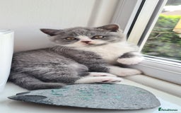 British Shorthair cats for sale: 4 PEDIGREE kittens READY TO GO! 2 LEFT - Image 33