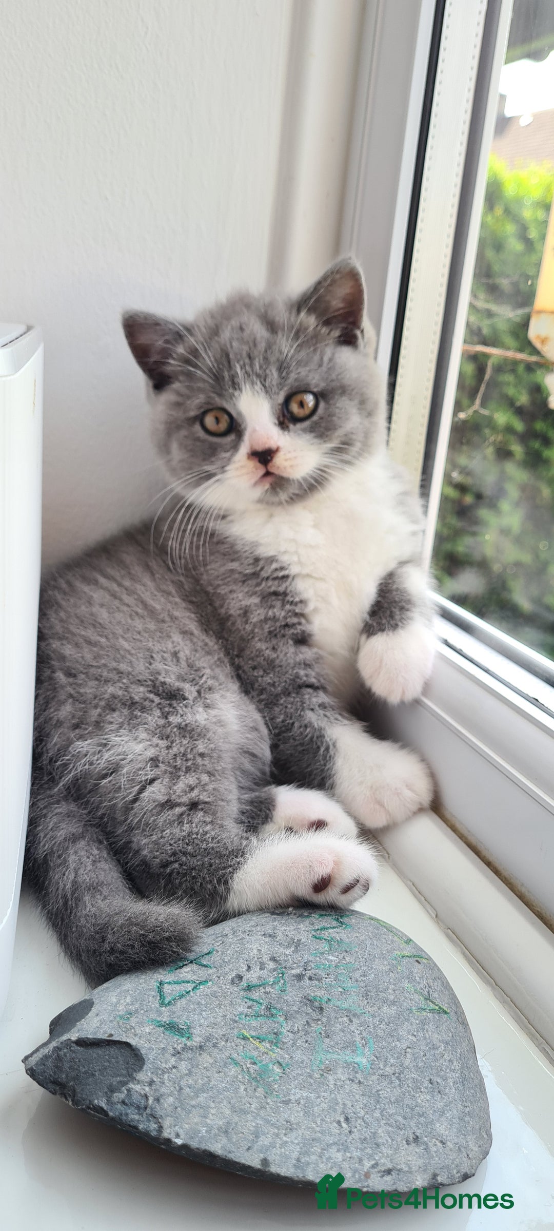 British Shorthair cats for sale: 4 PEDIGREE kittens READY TO GO! 2 LEFT - Image 33