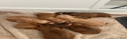 Cockapoo dogs for sale: F1 Cockapoo Puppies PRA Clear! KC Parents!  in Sittingbourne - Advert 20