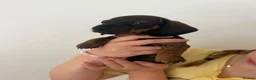 Miniature Dachshund dogs for sale: Miniature Smooth-Haired Dachshund Puppies 🐾 - Advert 6