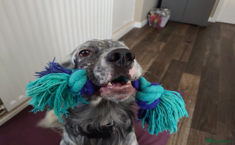 English Setter dogs - Advert 1