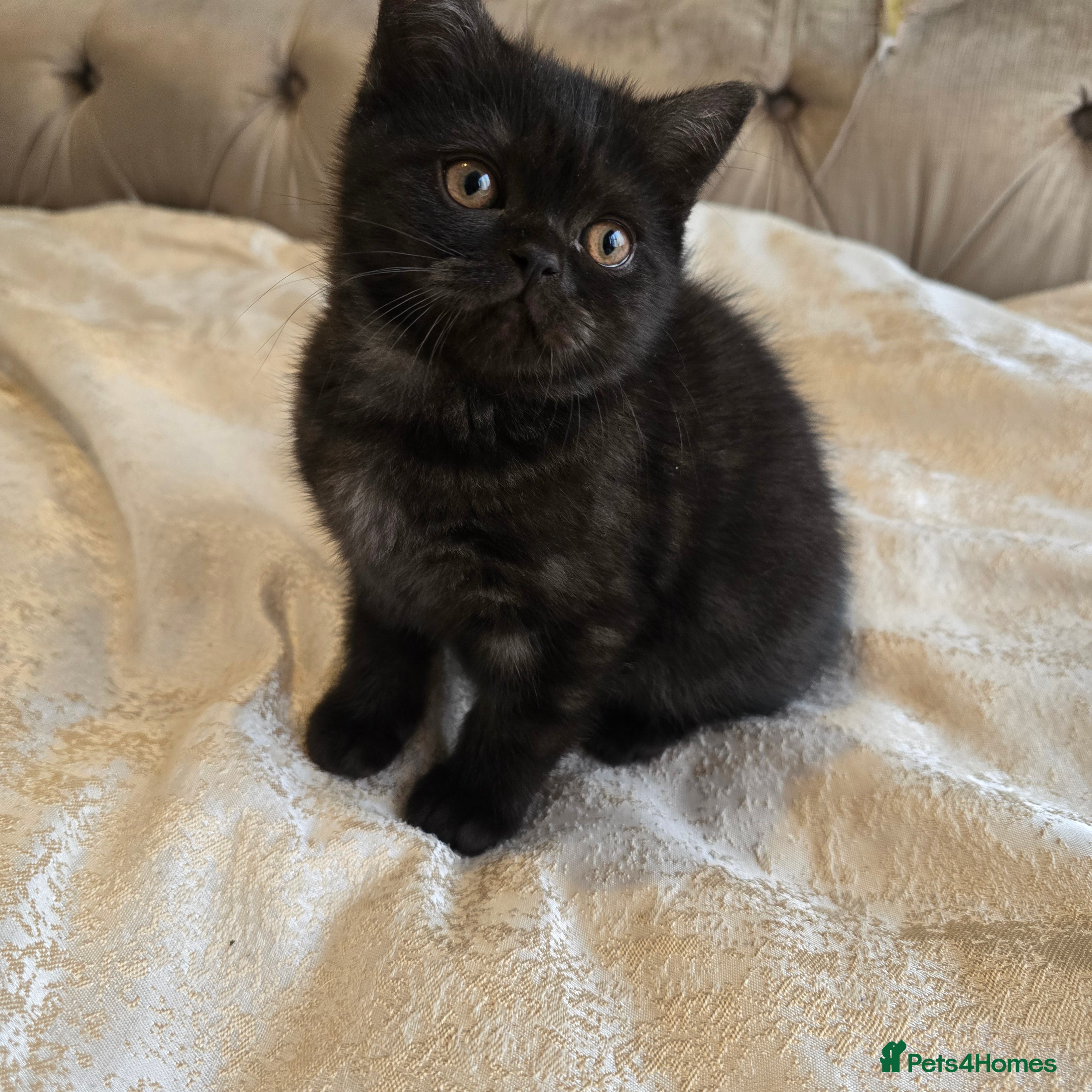 British Shorthair cats 💫RARE💫 BLACK SMOKE FEMALE READY NOW - Advert 14