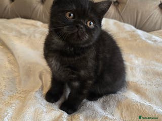 British Shorthair cats 💫RARE💫 BLACK SMOKE FEMALE READY NOW - Advert 14