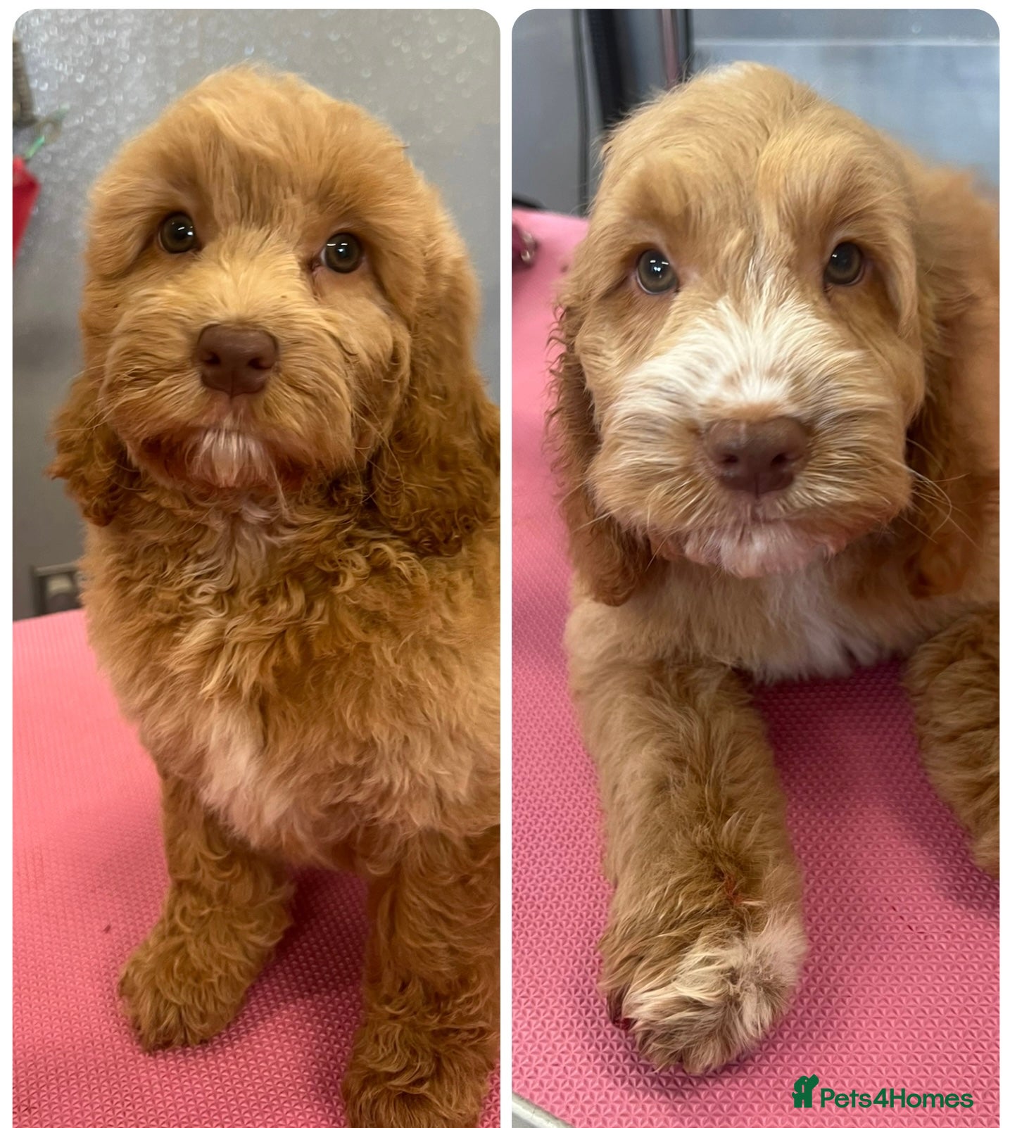 Cockapoo dogs Last 2 Beautiful Cockspoos. Home bred. DNA tested - Advert 9