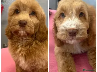 Cockapoo dogs Last 2 Beautiful Cockspoos. Home bred. DNA tested - Advert 9