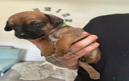 Mixed Breed dogs for sale: 🐾🤎 Adorable Dachshund Cross Puppies  - Image 9