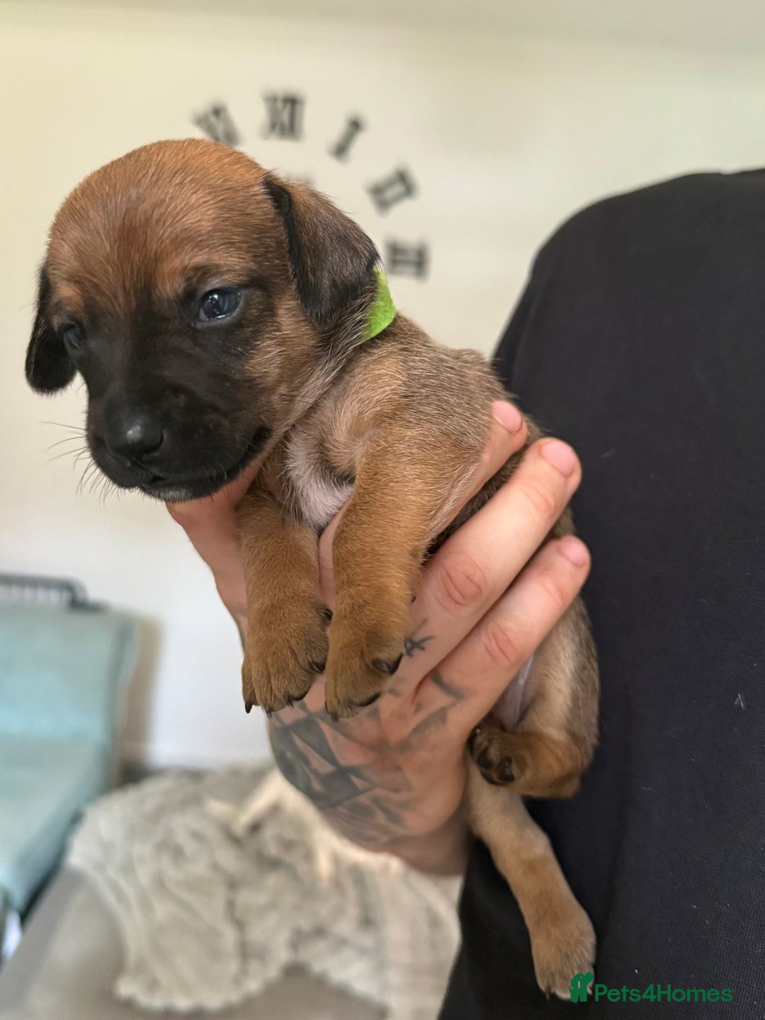 Mixed Breed dogs for sale: 🐾🤎 Adorable Dachshund Cross Puppies  - Image 9