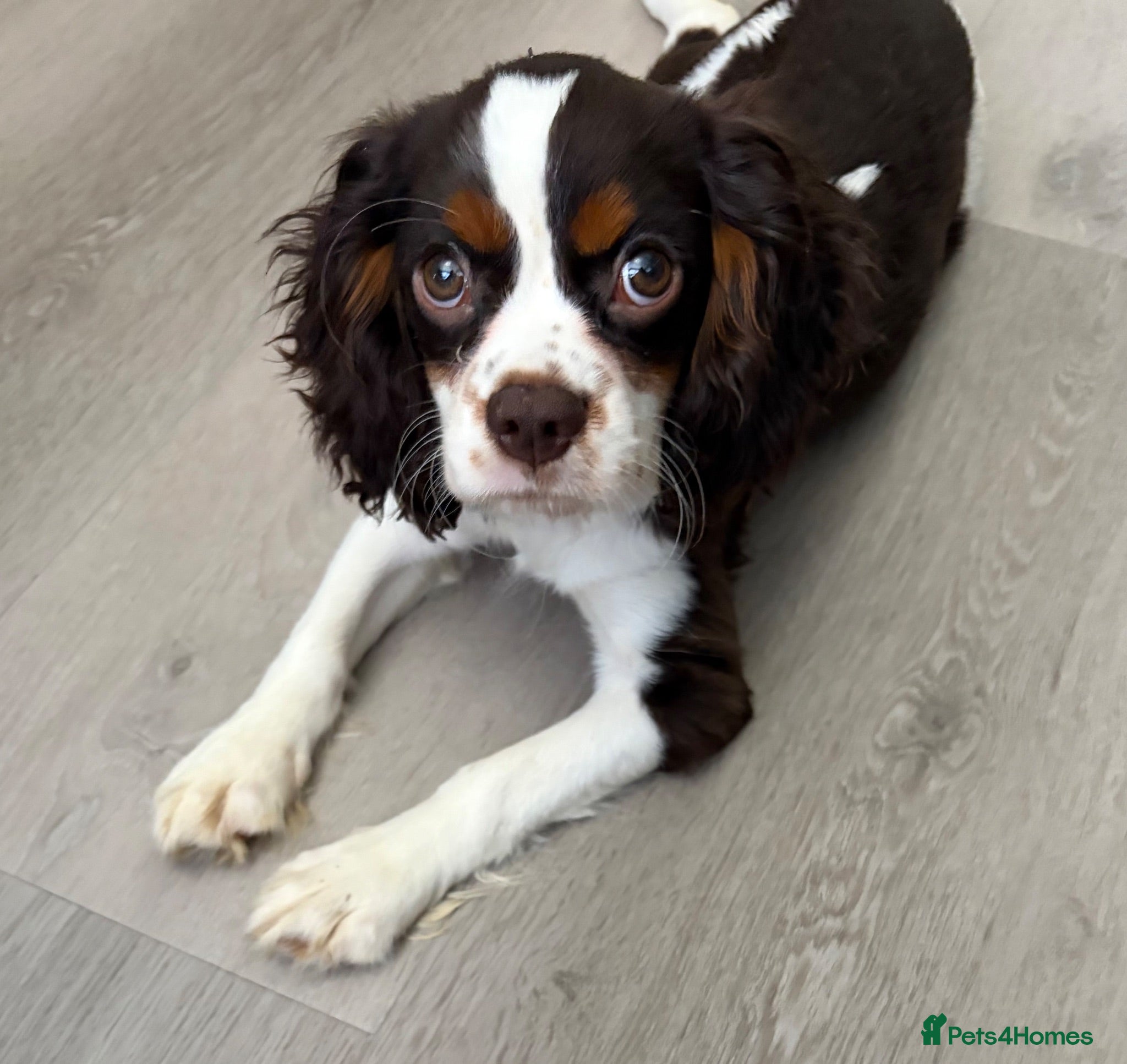 Cavalier King Charles Spaniel dogs HOUSE TRAINED  KC EXTENSIVELY HEALTH TESTD PUPS  - Advert 2