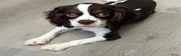 Cavalier King Charles Spaniel dogs for sale: HOUSE TRAINED  KC EXTENSIVELY HEALTH TESTD PUPS  - Advert 2