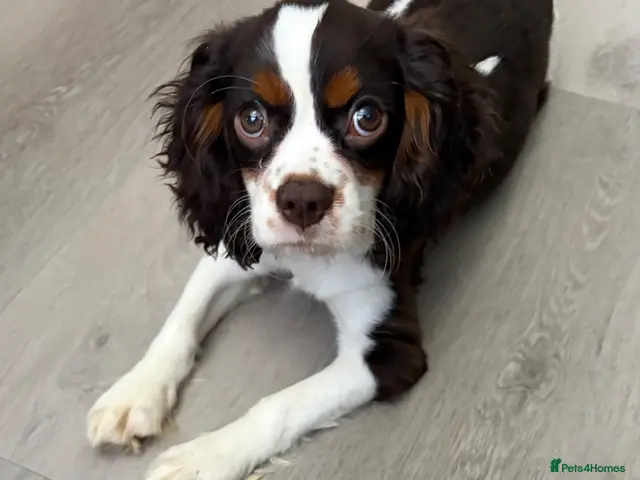 Cavalier King Charles Spaniel dogs for sale: HOUSE TRAINED KC EXTENSIVELY HEALTH TESTD PUPS - Advert 2