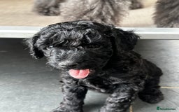 Miniature Poodle dogs for sale: Beautiful litter of Cheeky KC Reg. Mini Poodle's - Image 3