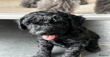 Miniature Poodle dogs - Advert 12