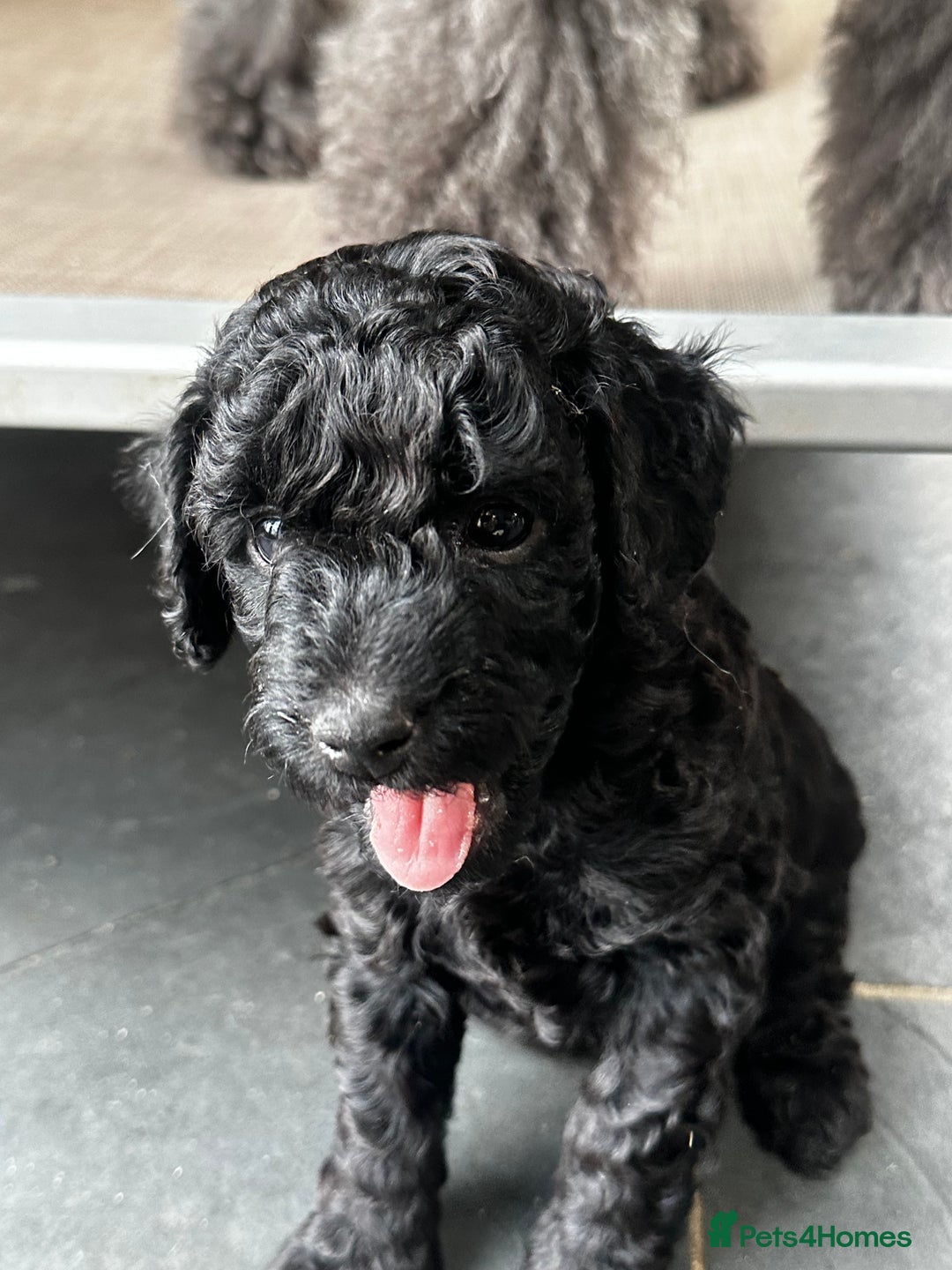 Miniature Poodle dogs for sale: Beautiful litter of Cheeky KC Reg. Mini Poodle's - Image 3