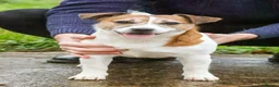 Jack Russell dogs for sale: KC Registered Smooth Jack Russell Terriers in Bordon - Advert 8