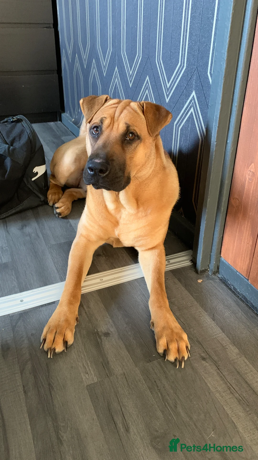 Mixed Breed dogs for sale: 1-Year-Old Shar-Pei x Kangal (30kg) in Bradford - Advert 6