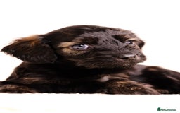 Mixed Breed dogs for sale: 8 UNIQUE Spaniel x Poodle Puppies - Image 13