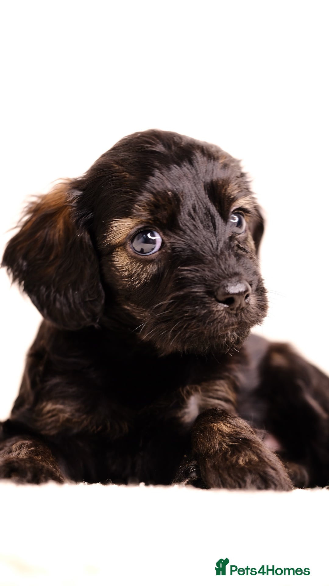 Mixed Breed dogs for sale: 8 UNIQUE Spaniel x Poodle Puppies - Image 13