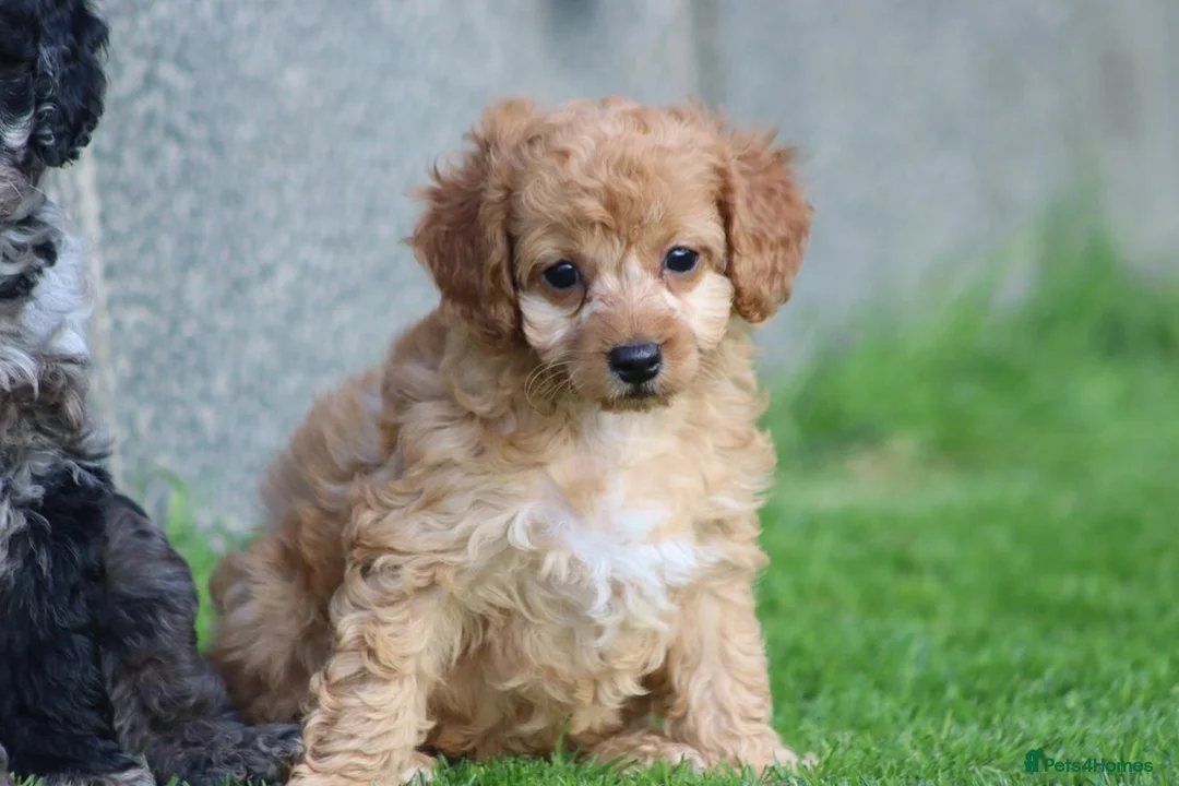Cockapoo dogs for sale: Beautiful Cockapoo puppies for sale  - Advert 38