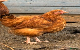 Chickens poultry for sale: Pekin, Cream Legbar & Goldlines in Wakefield - Image 3