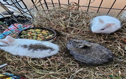 Dutch rabbits for sale: Rex X Dutch Bunnies  - Image 4