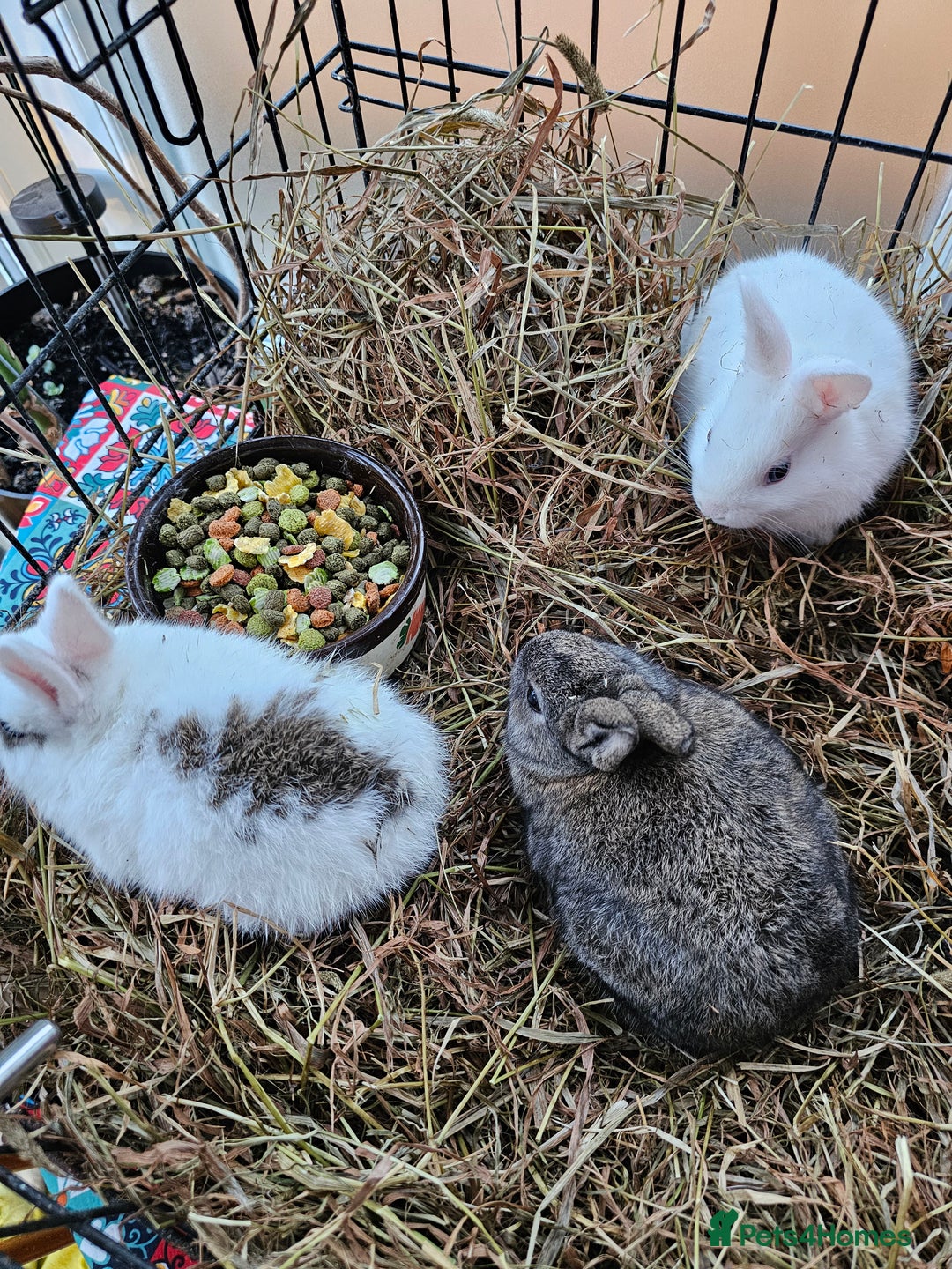 Dutch rabbits for sale: Rex X Dutch Bunnies  - Image 4