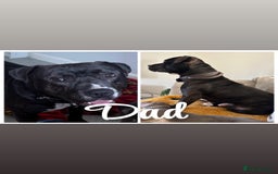 Mixed Breed dogs for sale: Olde English bulldog/ American bulldog - Image 3