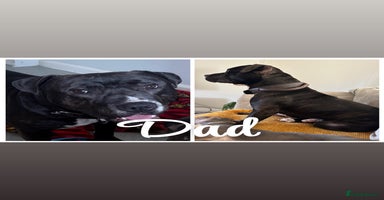 Mixed Breed dogs - Advert 3