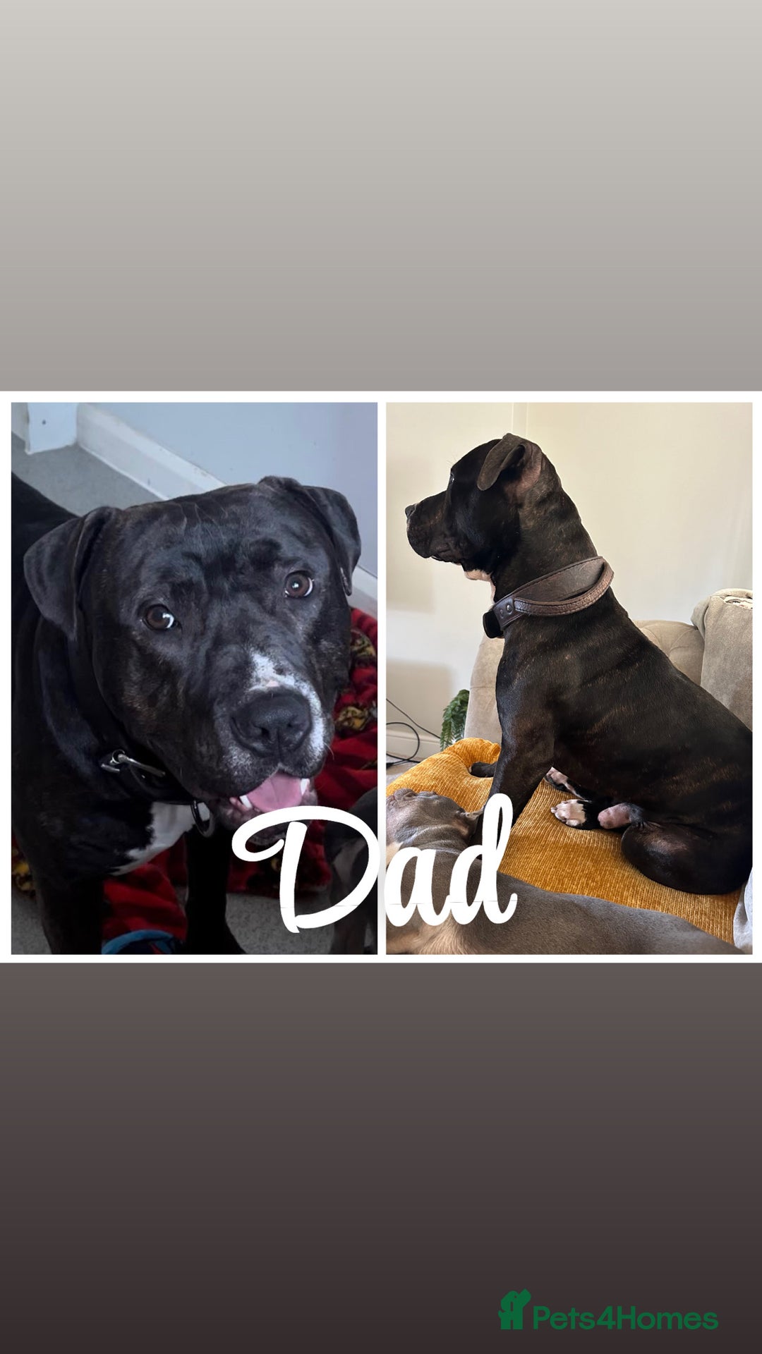Mixed Breed dogs for sale: Olde English bulldog/ American bulldog - Image 3