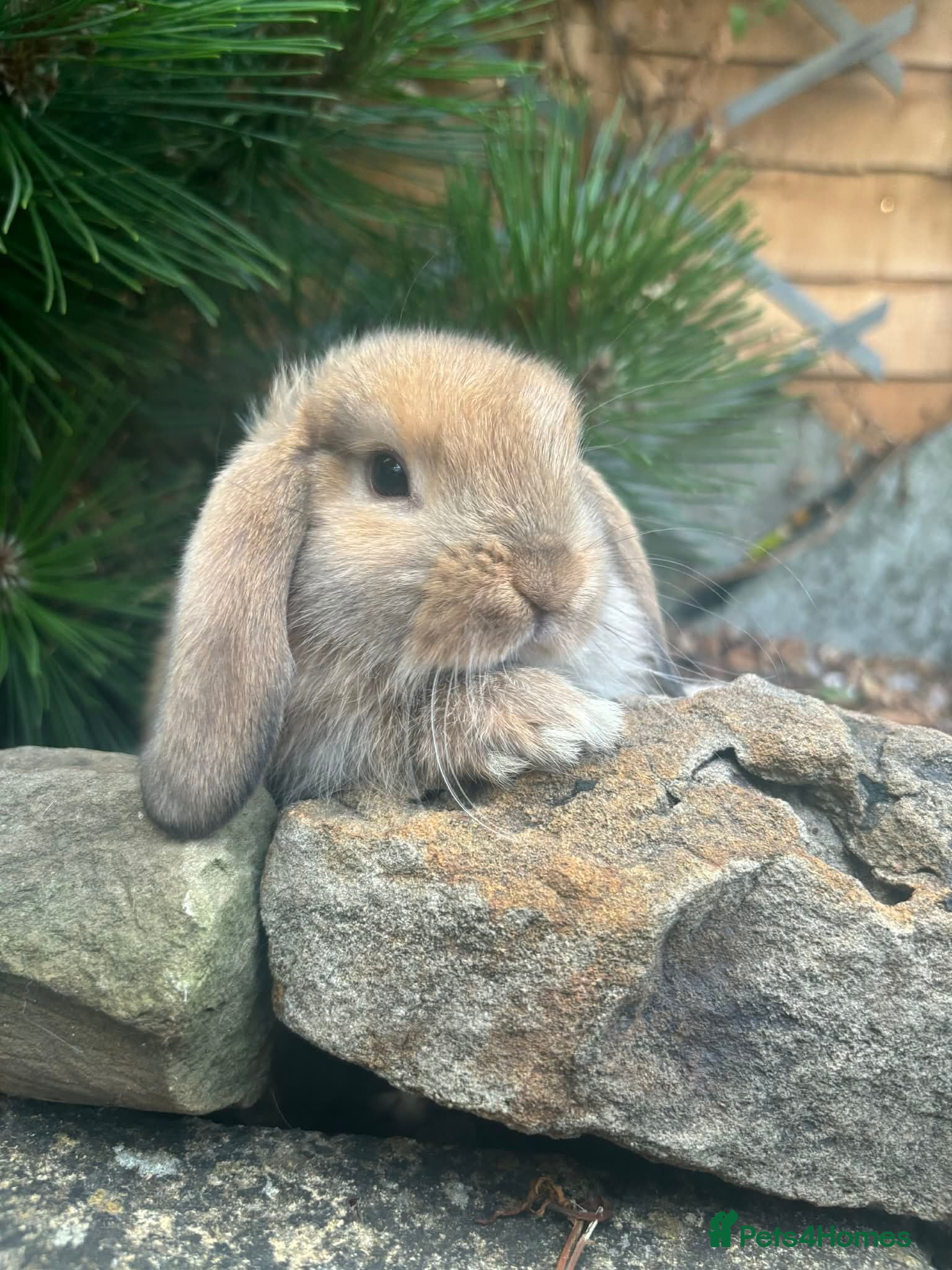 Mixed Breed rabbits Only 2 mini lops left 1 boy 1 girl.  - Advert 3